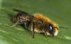 Osmia brevicornis